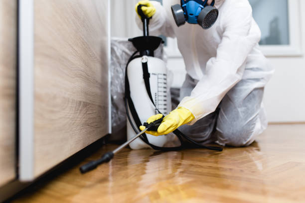 Best Flea Control Services  in Blue Ridge, GA