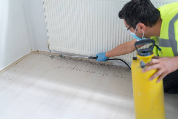 Best Ant Control Services  in Blue Ridge, GA