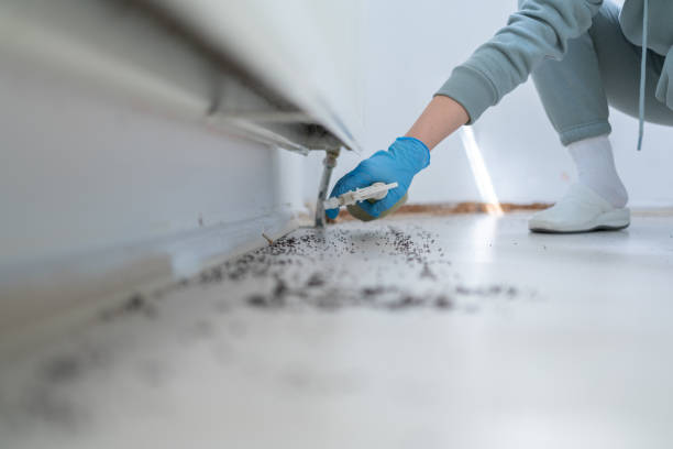 Best Termite Control Services  in Blue Ridge, GA